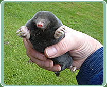 A mole in the hand ...